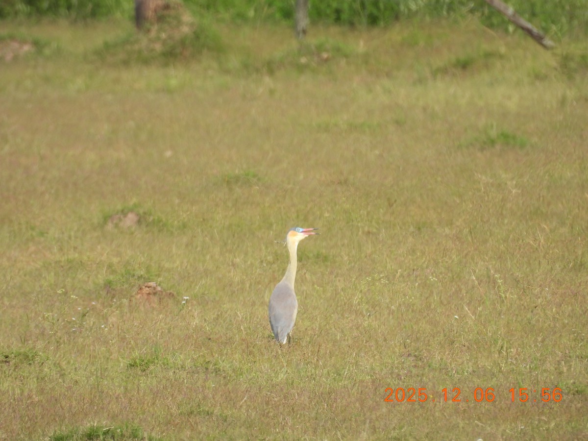 Whistling Heron - ML646490107
