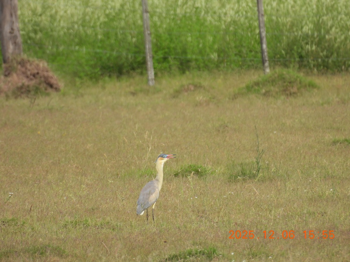 Whistling Heron - ML646490108