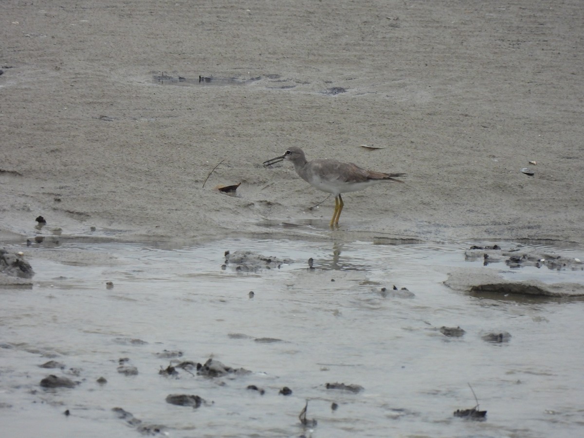 Gray-tailed Tattler - ML646490111