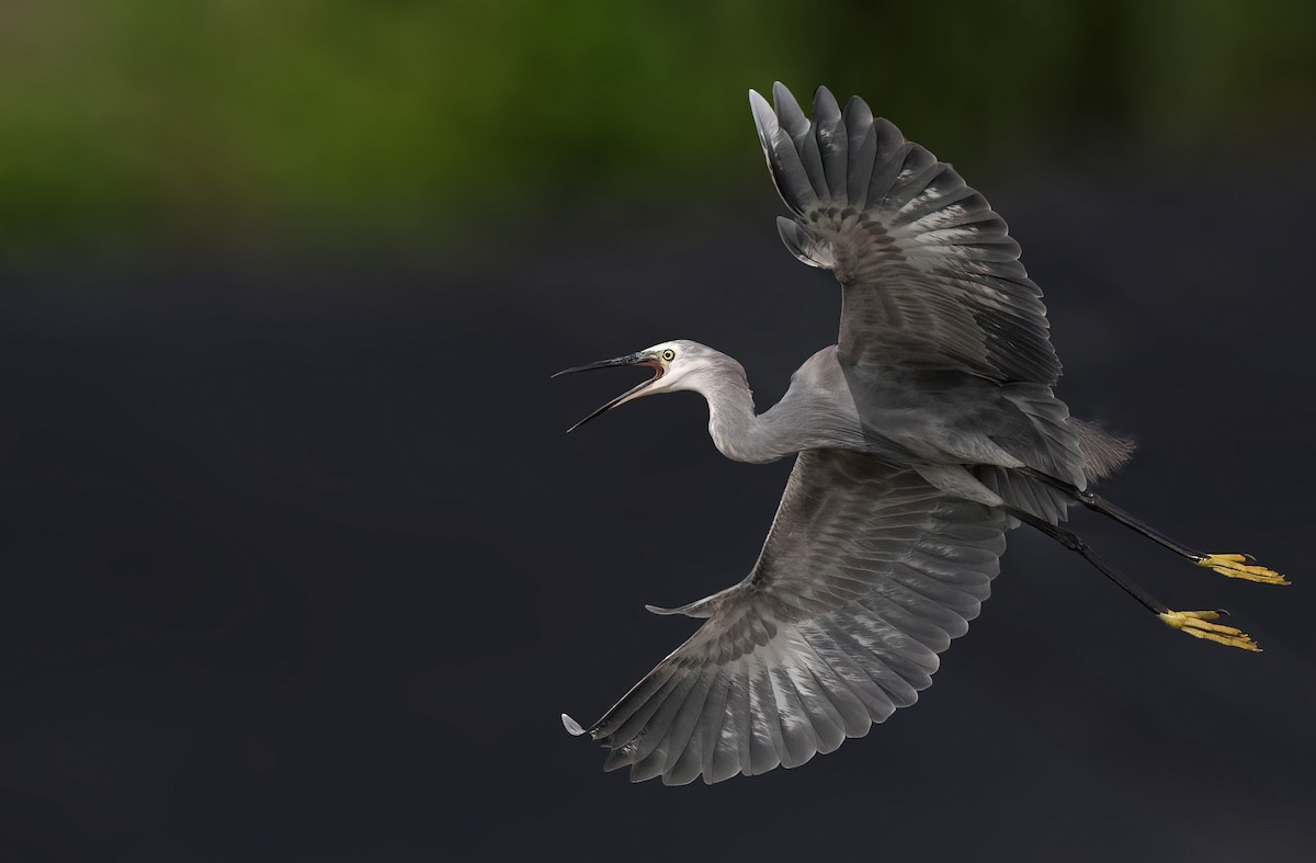 Little Egret - ML646490112