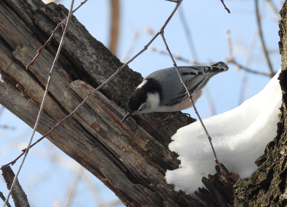 White-breasted Nuthatch - ML646490121