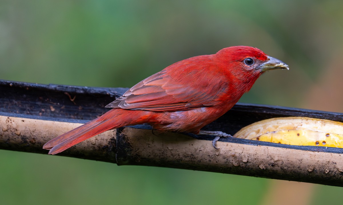 レンガフウキンチョウ - ML646490122