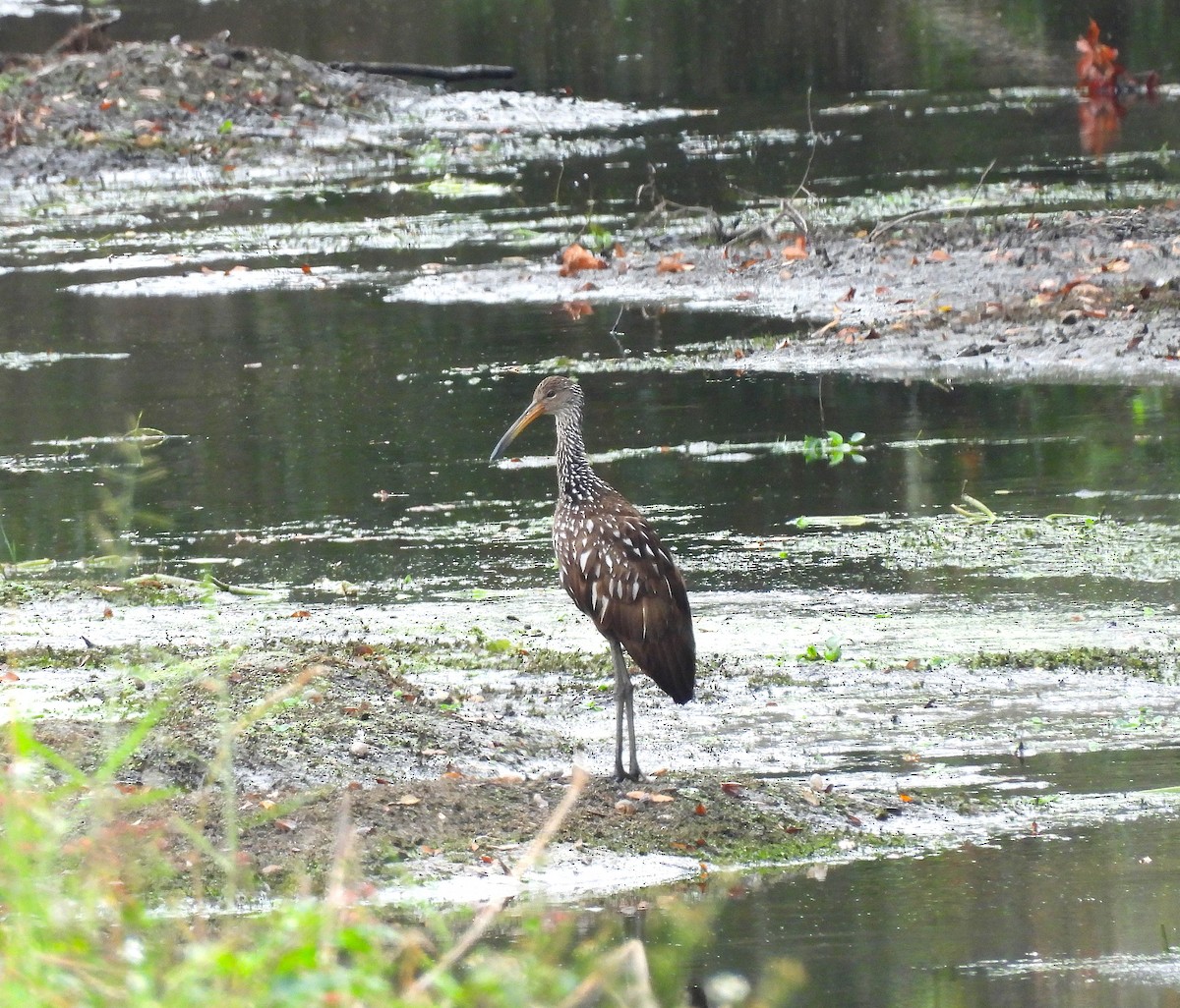 Арама - ML646490123