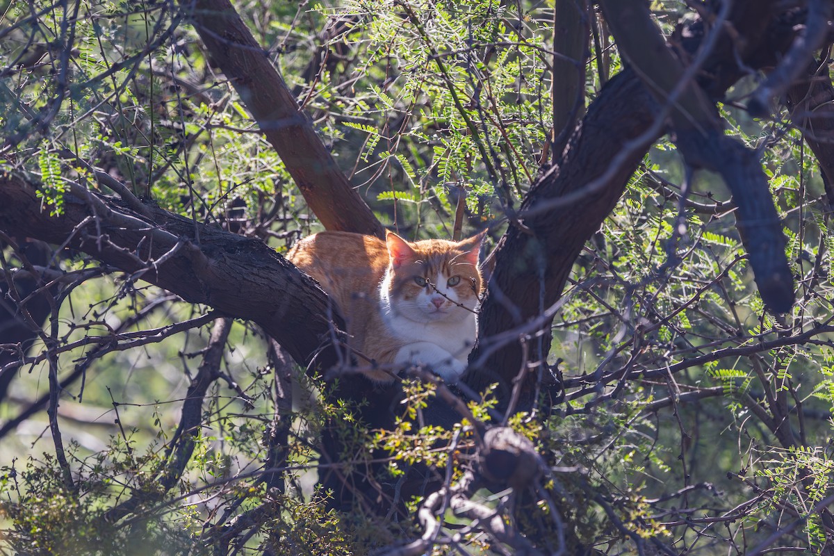 Domestic Cat - ML646490125