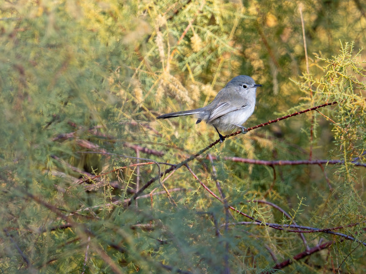 Black-tailed Gnatcatcher - ML646490128