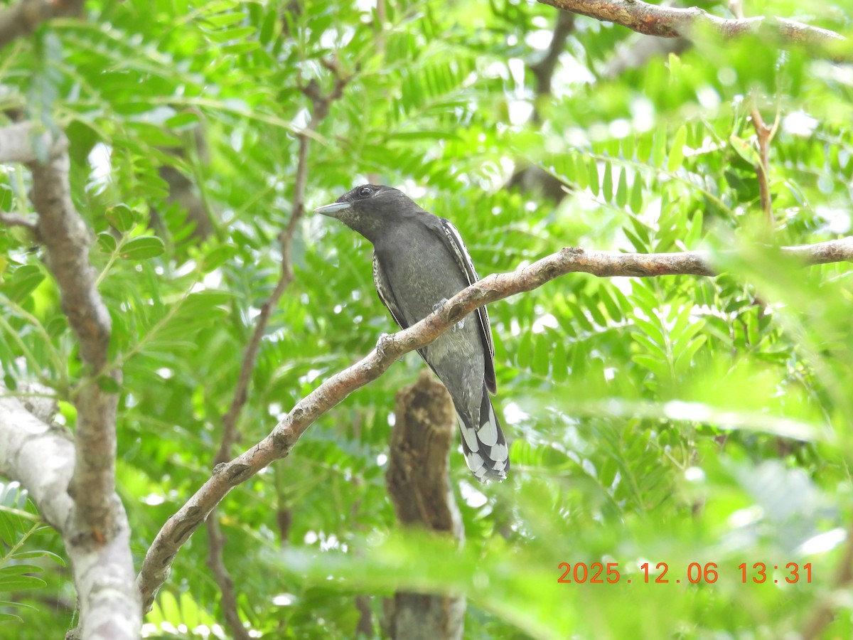 White-winged Becard - ML646490130