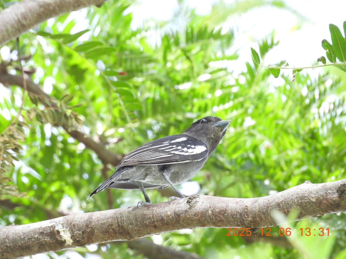 White-winged Becard - ML646490131