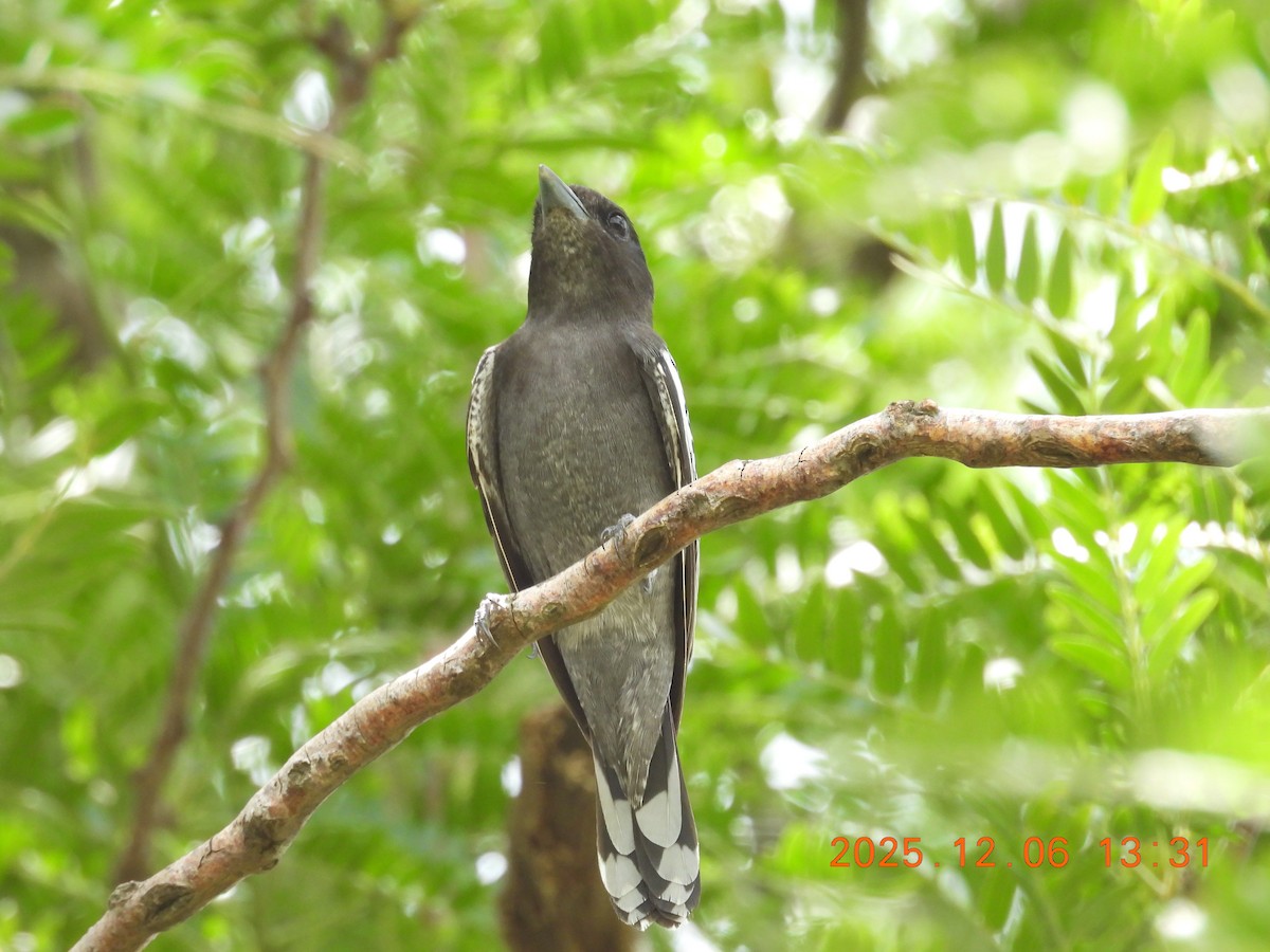 White-winged Becard - ML646490132