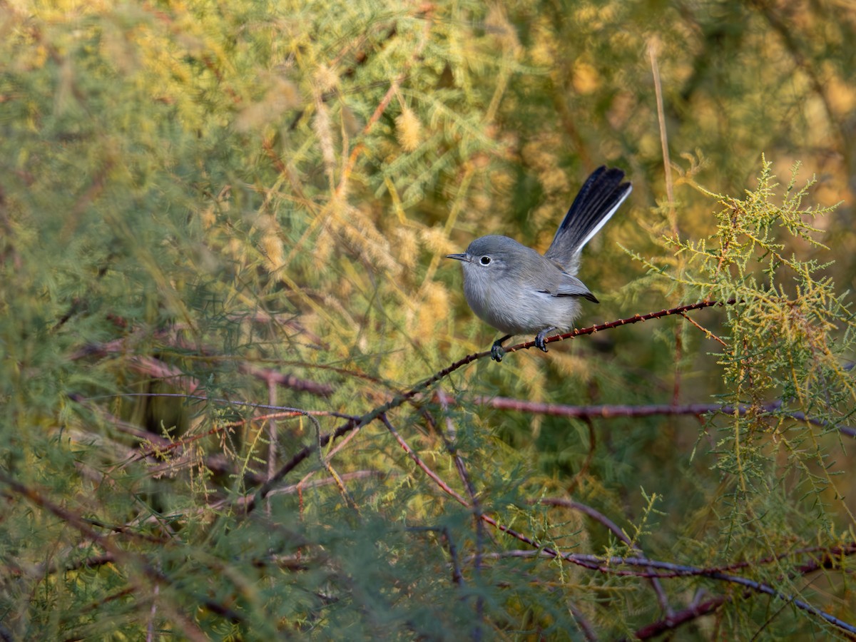 Black-tailed Gnatcatcher - ML646490133