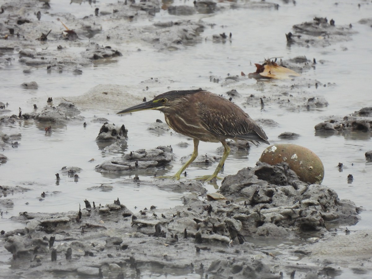 Чапля мангрова мала - ML646490134