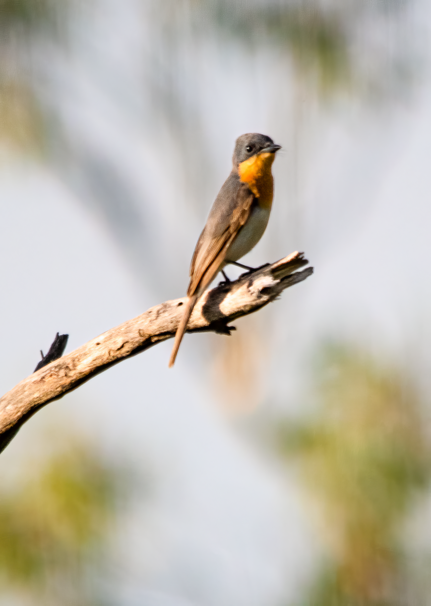 ナマリイロヒラハシ - ML646490135