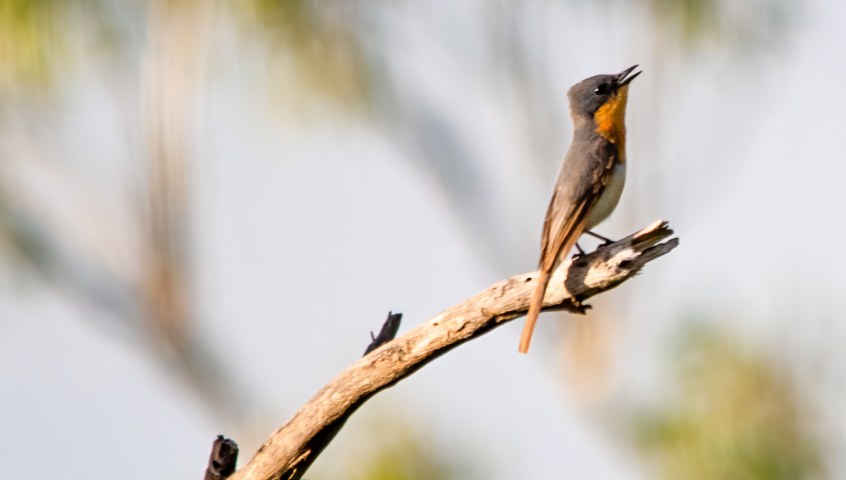 ナマリイロヒラハシ - ML646490136