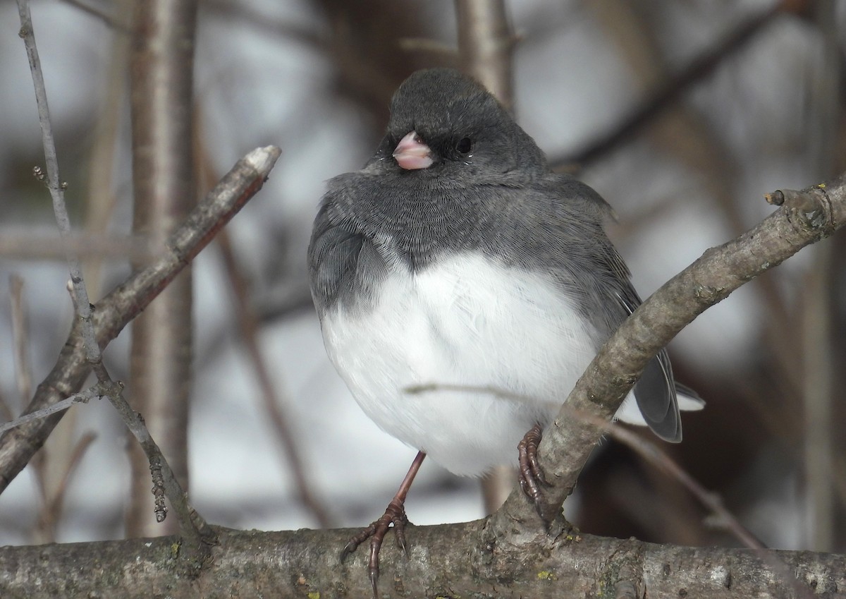 Dark-eyed Junco - ML646490137