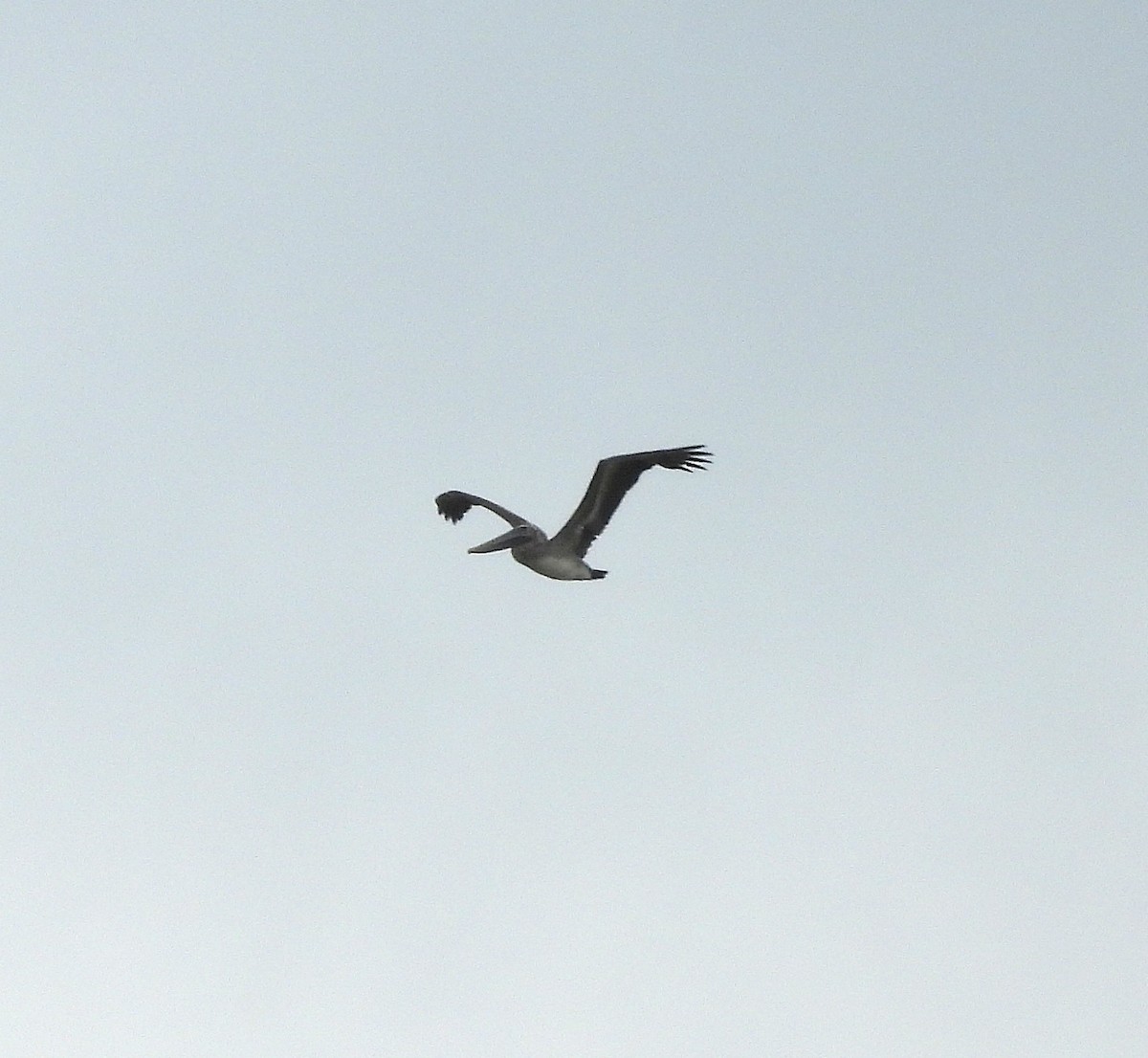 Пелікан бурий - ML646490141