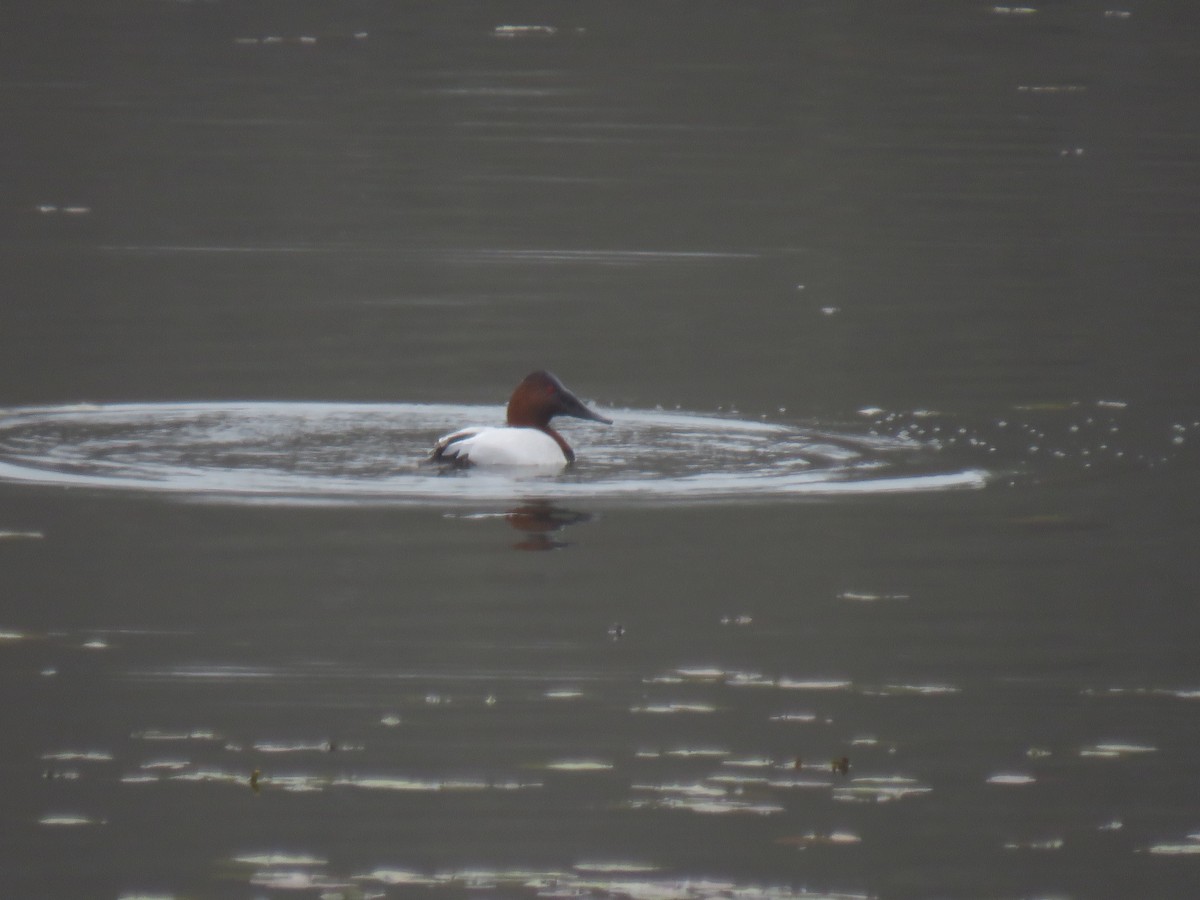 Canvasback - ML646490142