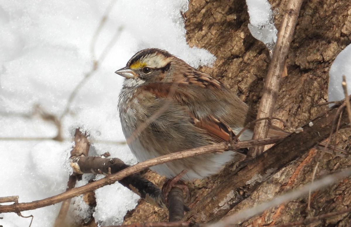 White-throated Sparrow - ML646490143