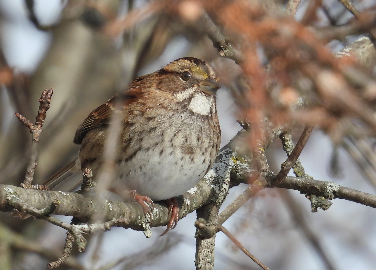 White-throated Sparrow - ML646490144