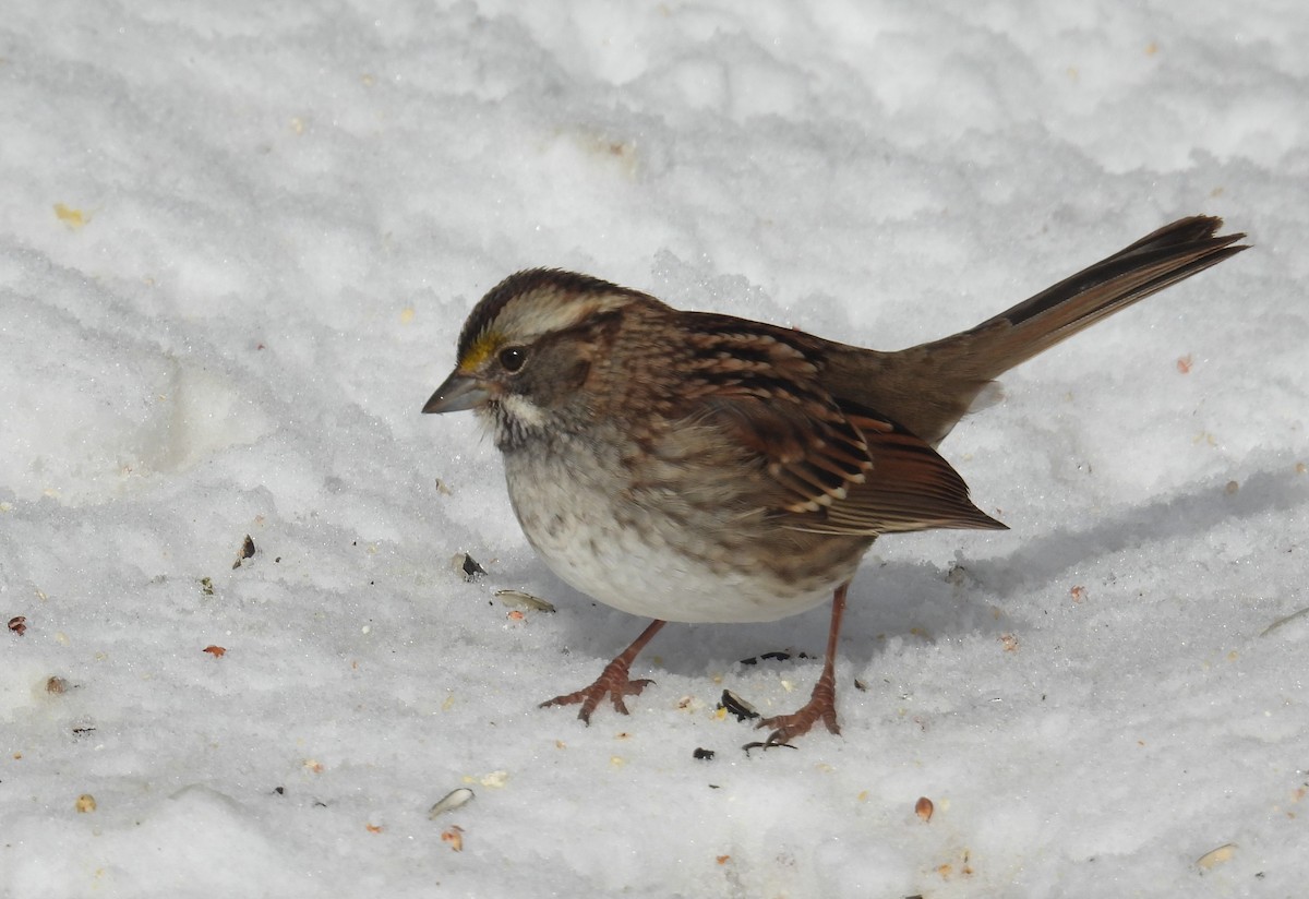 White-throated Sparrow - ML646490145