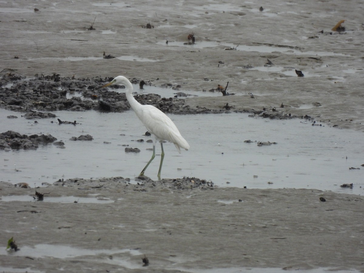 Чепура жовтодзьоба - ML646490146