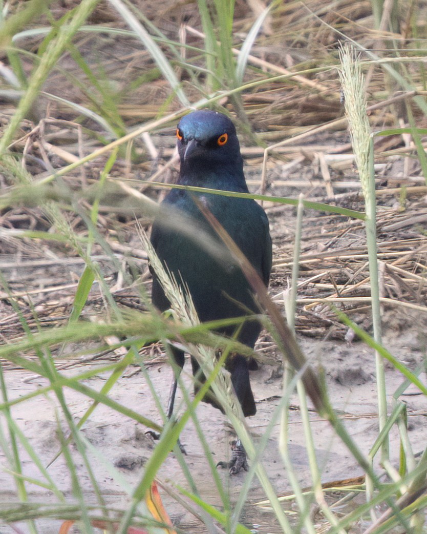 Rotschulter-Glanzstar - ML646490148