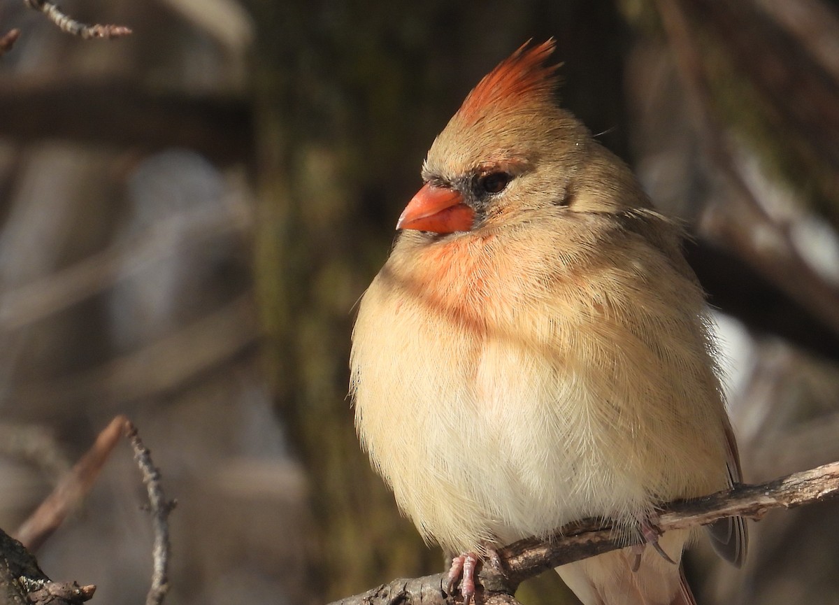 Northern Cardinal - ML646490152
