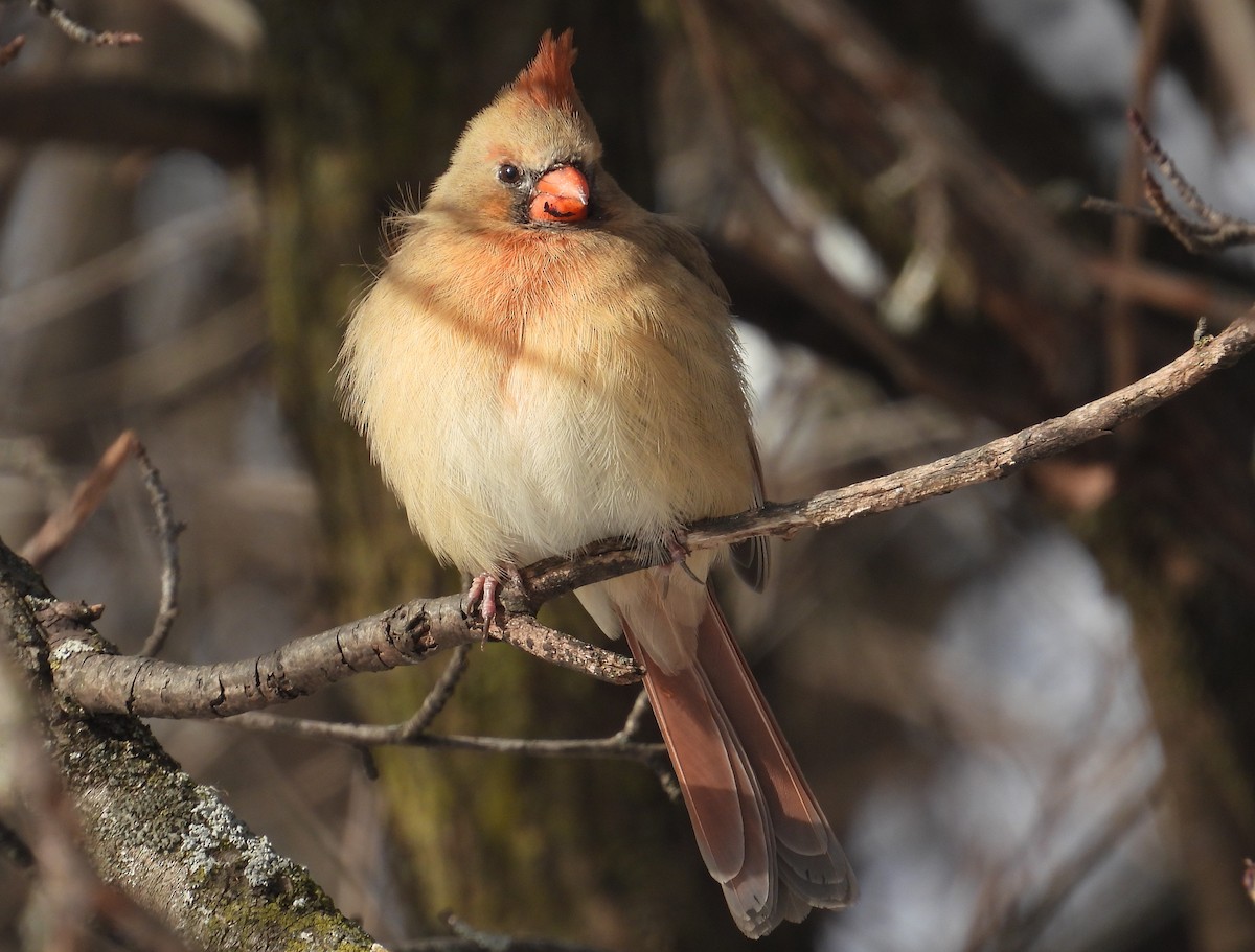 Northern Cardinal - ML646490153