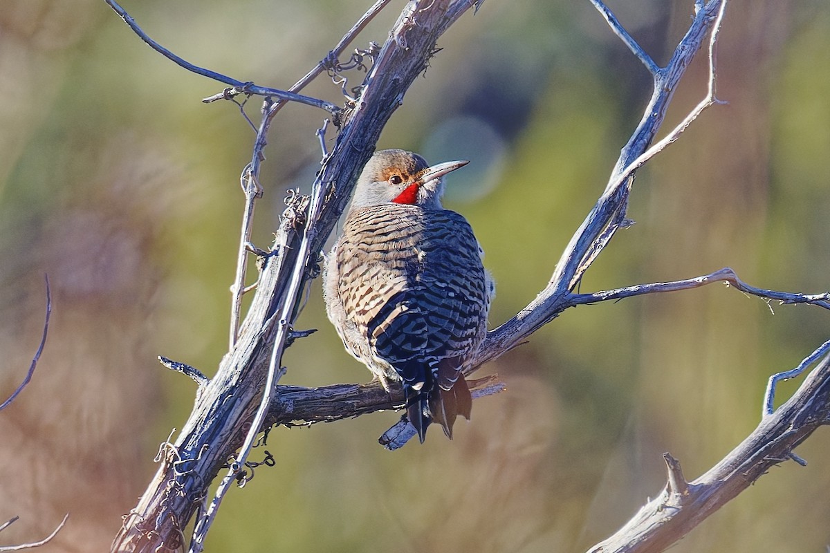 Carpintero Escapulario (Rojizo) - ML646490155