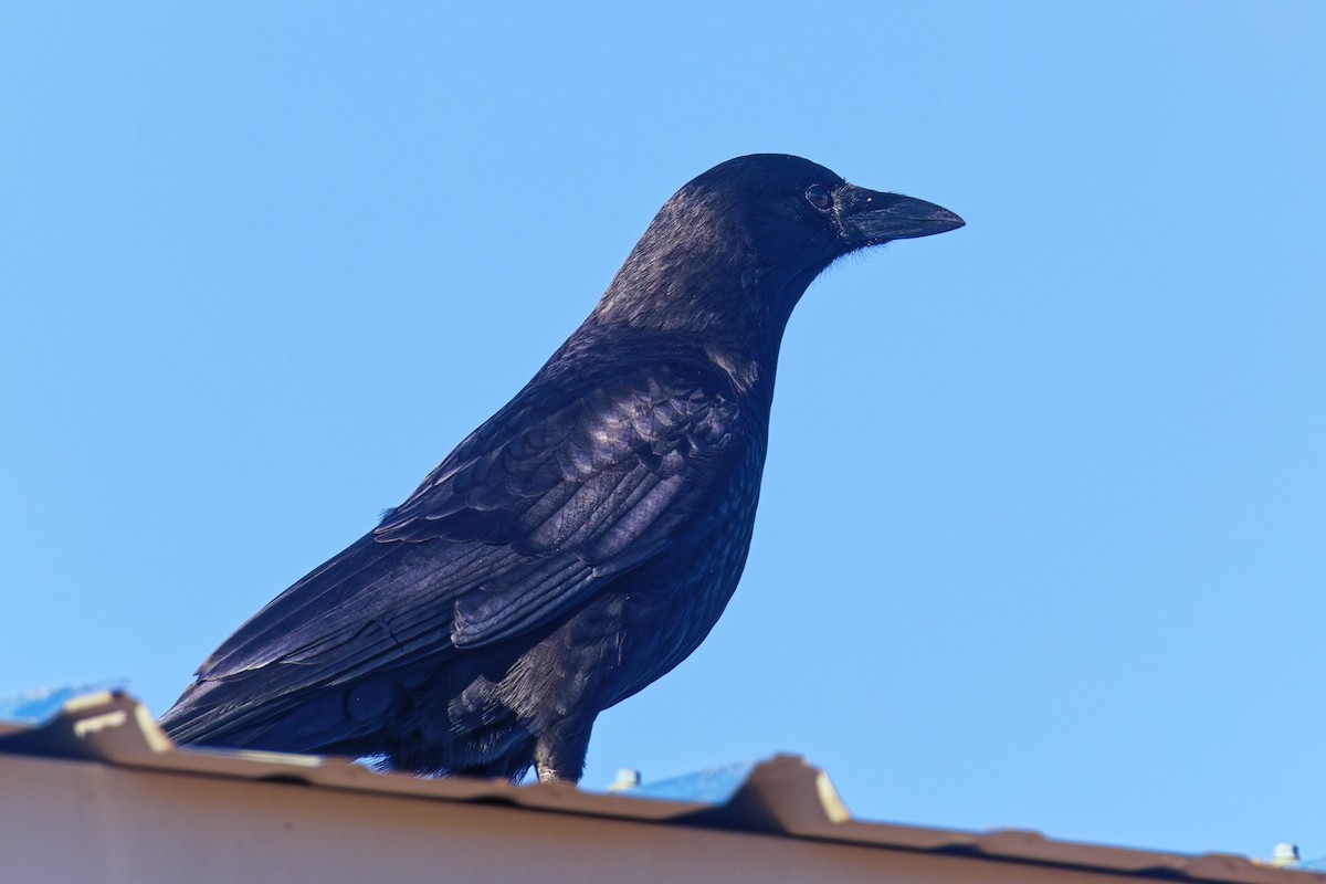 Cuervo Americano - ML646490156