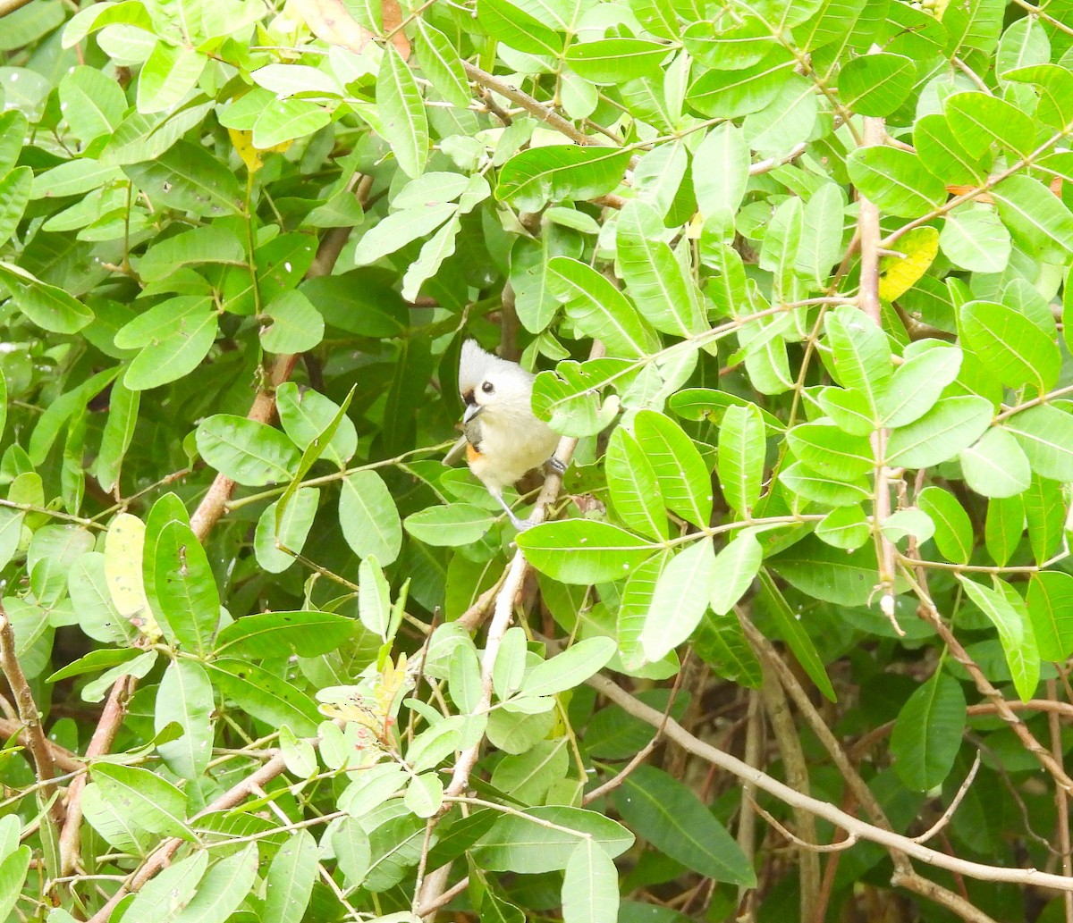 Синиця гострочуба - ML646490158