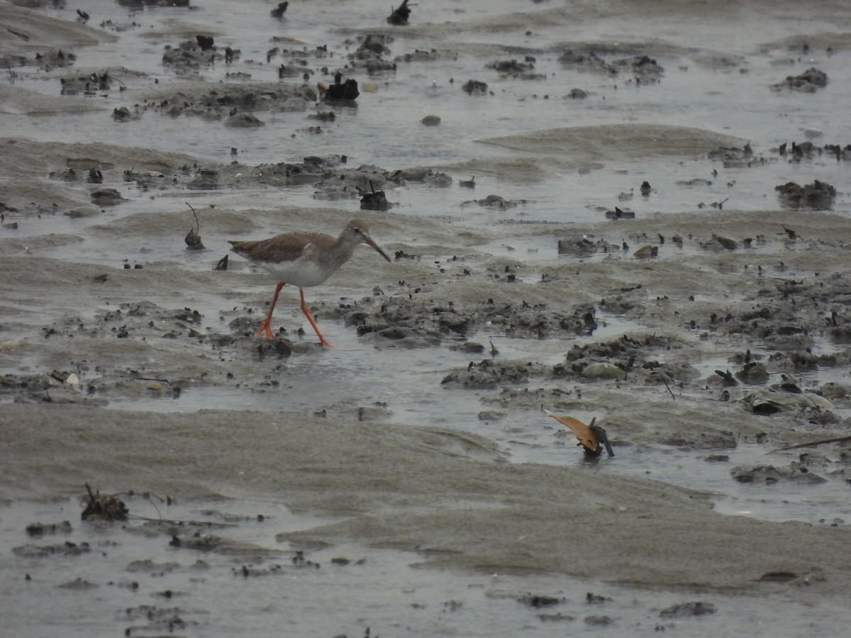 Коловодник звичайний - ML646490159