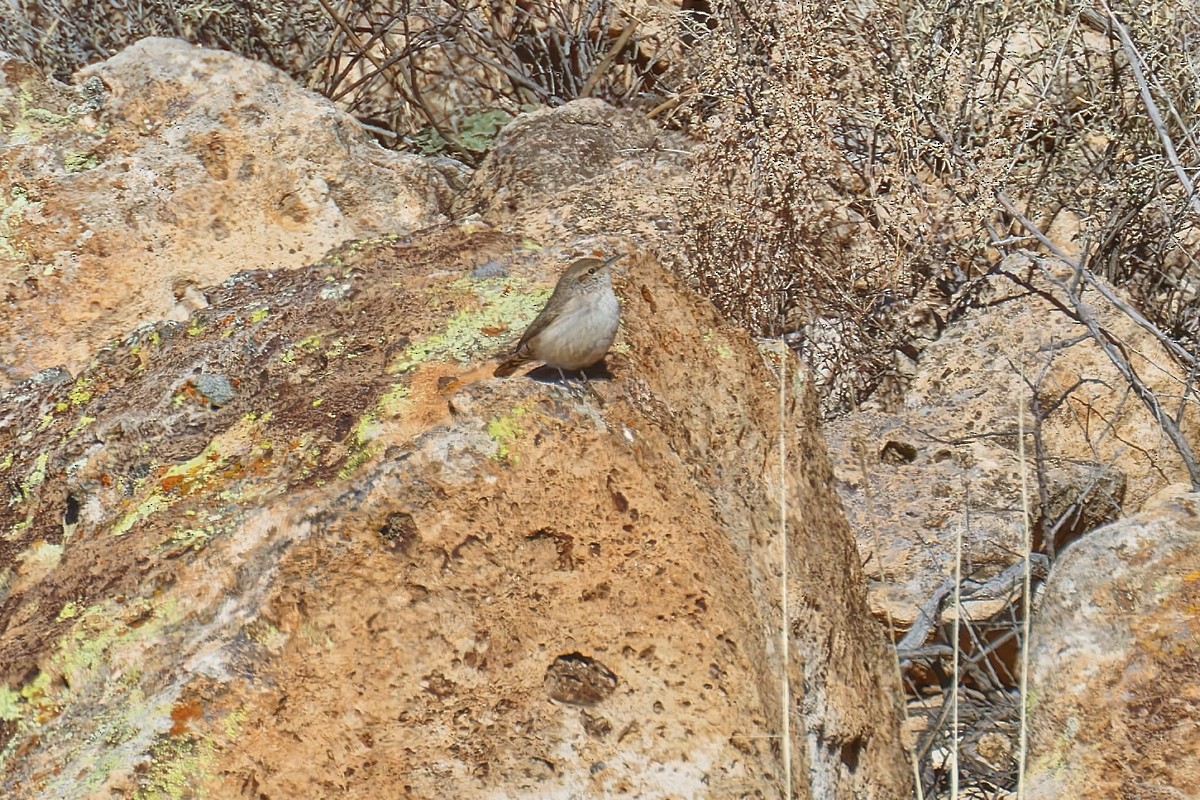 Cucarachero Roquero - ML646490160