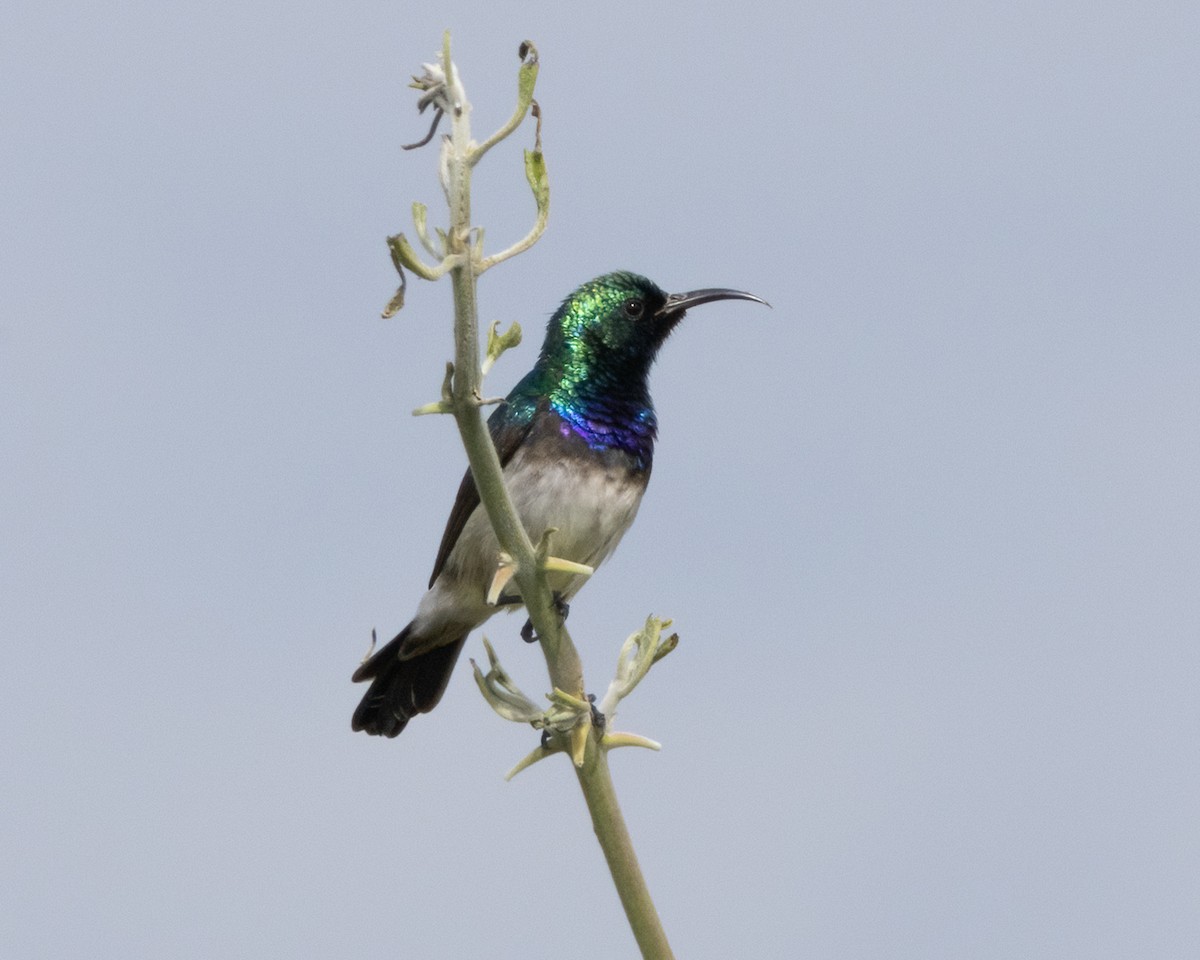 Weißbauch-Nektarvogel - ML646490162