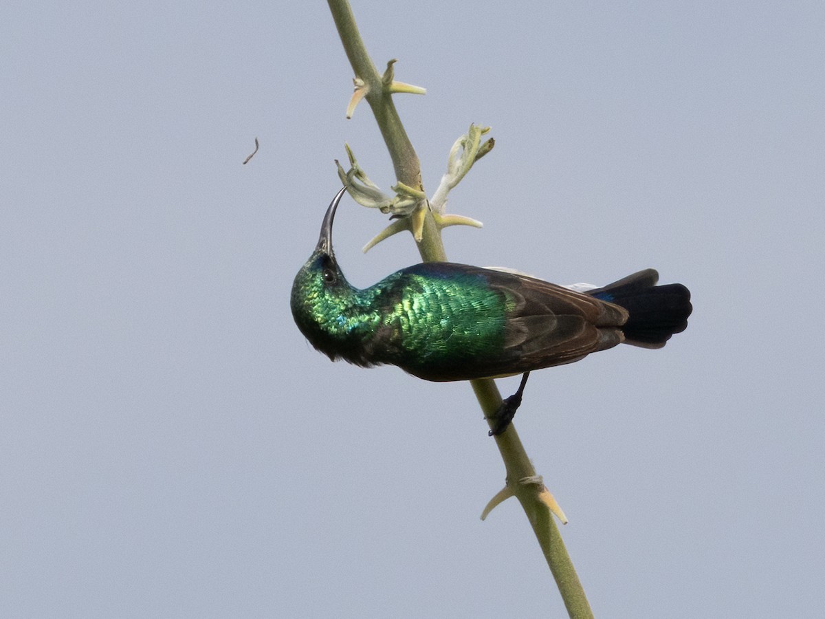 Weißbauch-Nektarvogel - ML646490163