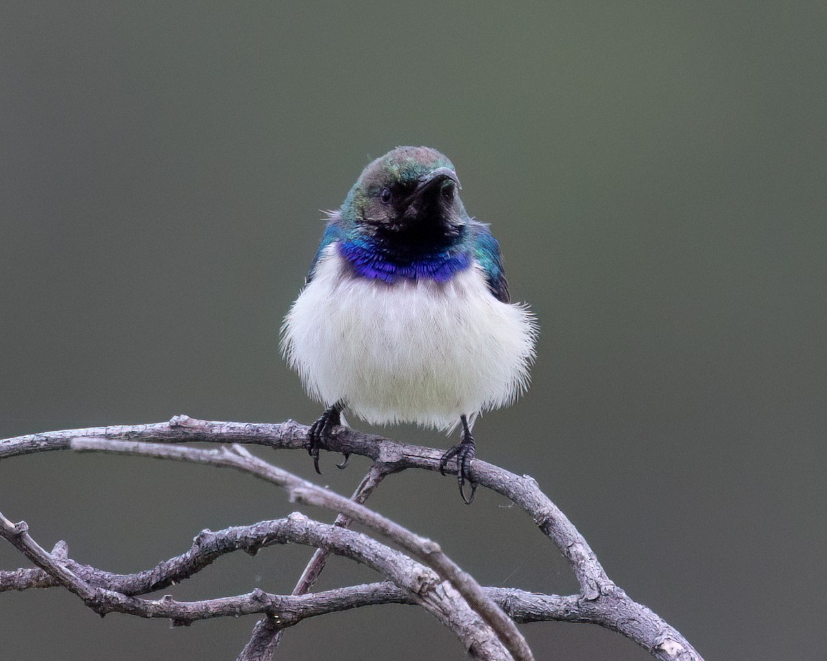 Weißbauch-Nektarvogel - ML646490164