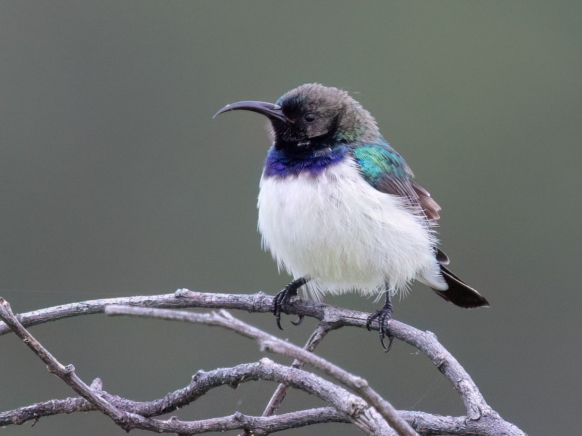 Weißbauch-Nektarvogel - ML646490166