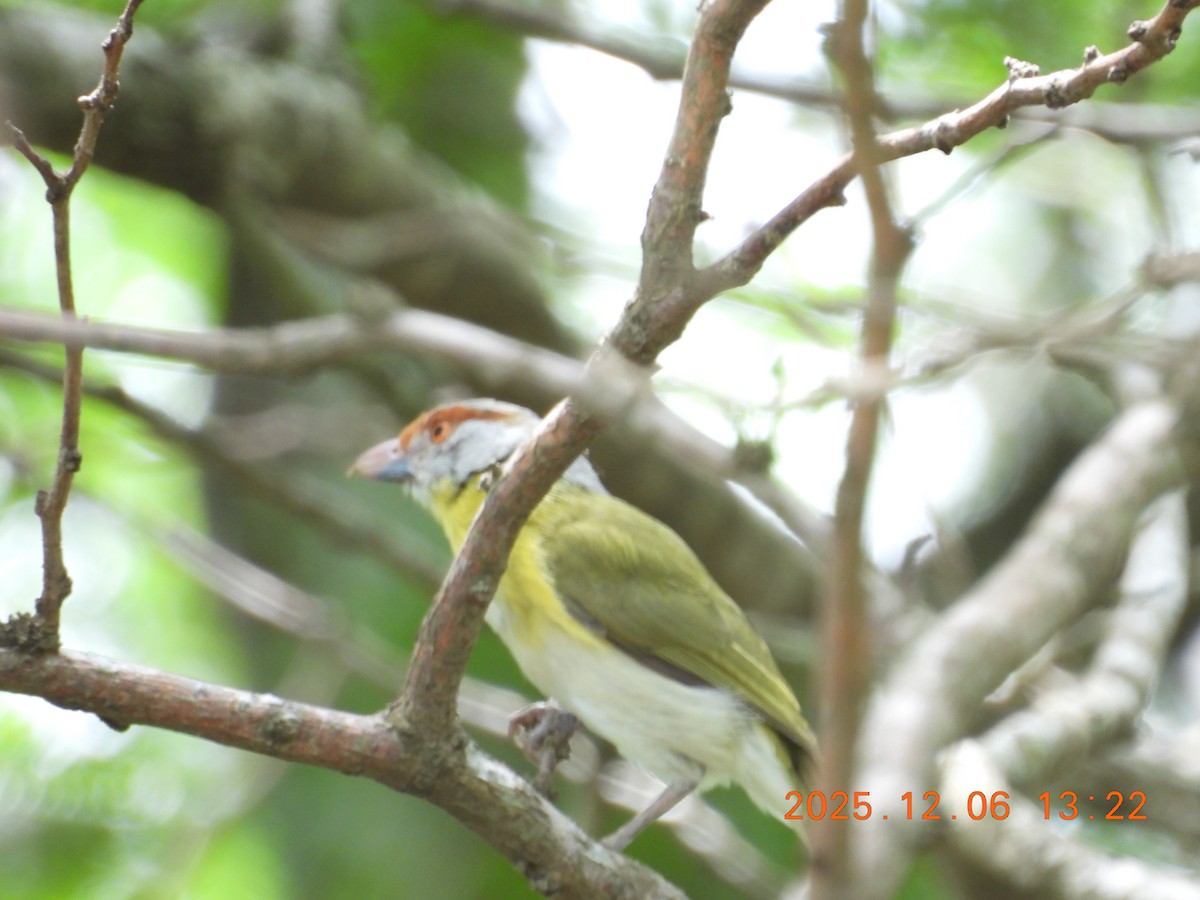 Rufous-browed Peppershrike - ML646490167