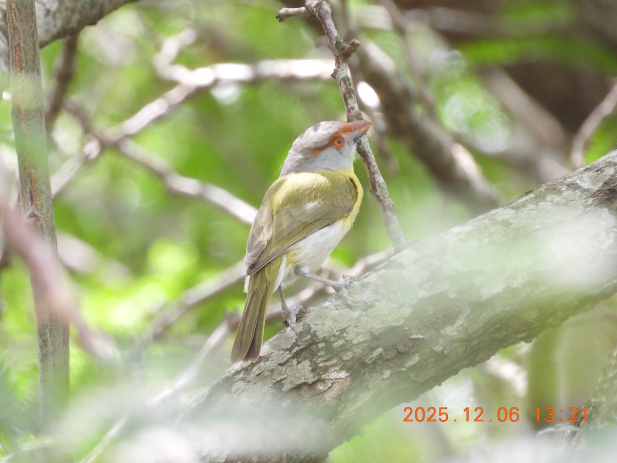 Rufous-browed Peppershrike - ML646490168