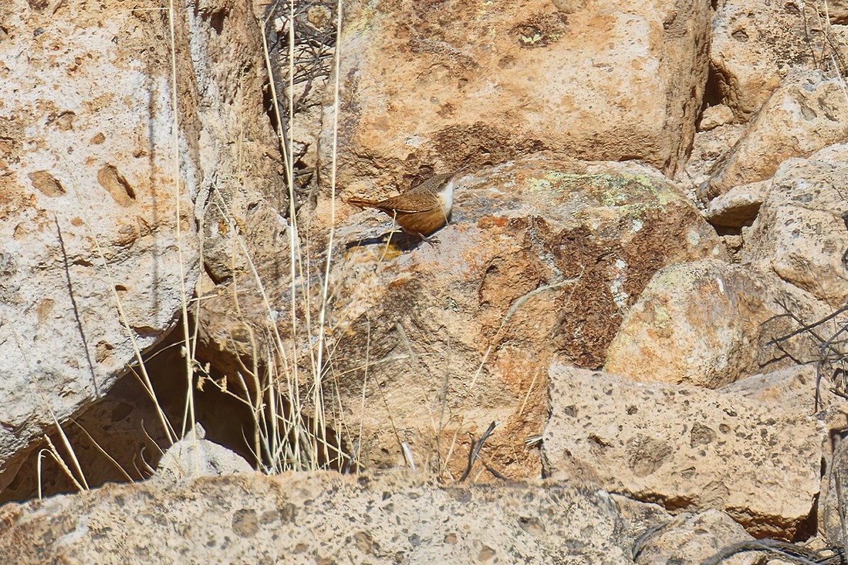 Cucarachero Barranquero - ML646490170