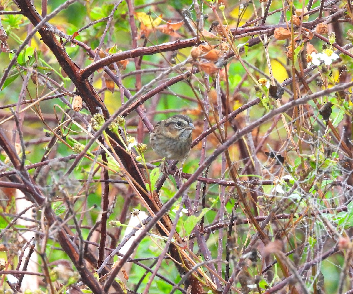 Пасовка болотяна - ML646490173