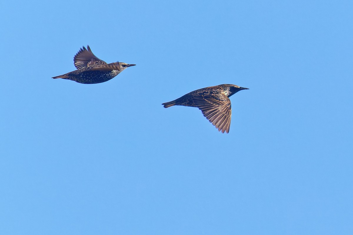 Estornino Pinto - ML646490174