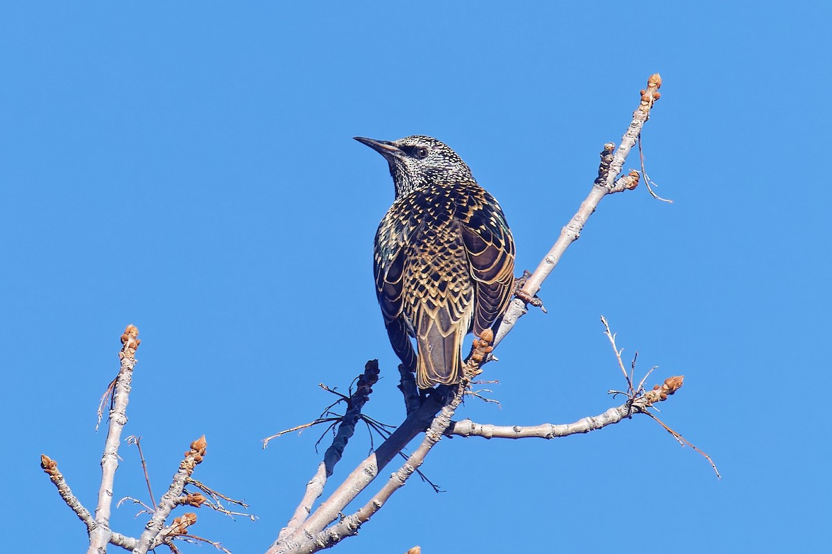 Estornino Pinto - ML646490175