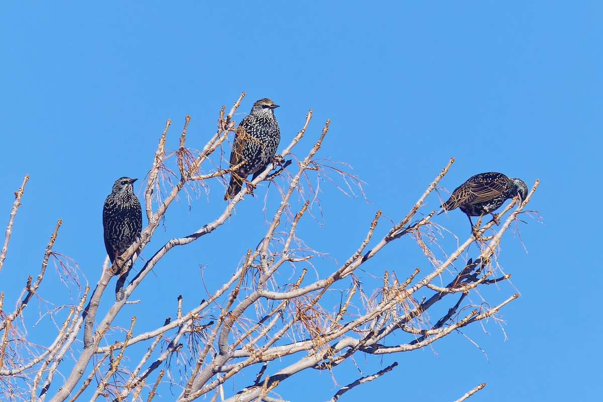 Estornino Pinto - ML646490176