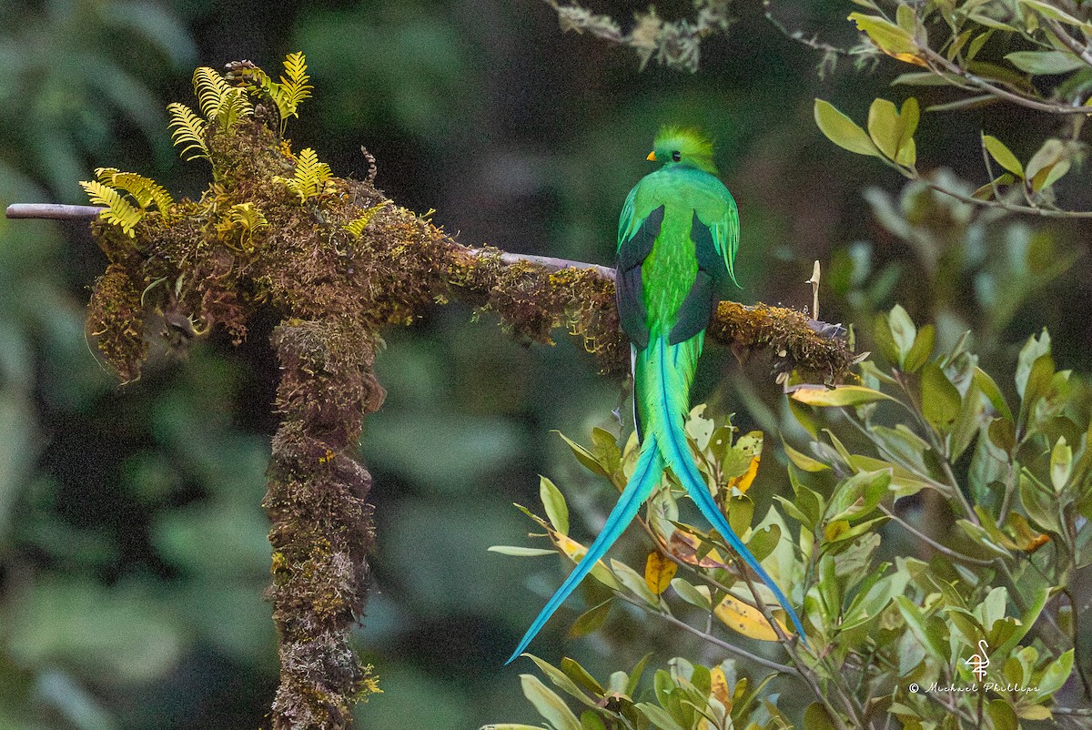 Resplendent Quetzal (Costa Rican) - ML646490179