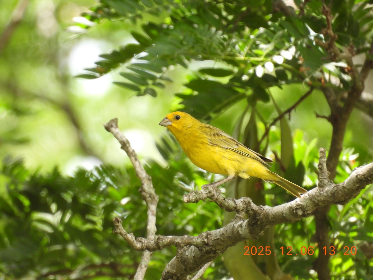 Saffron Finch - ML646490180