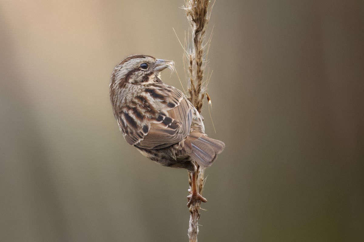 Song Sparrow - ML646490181