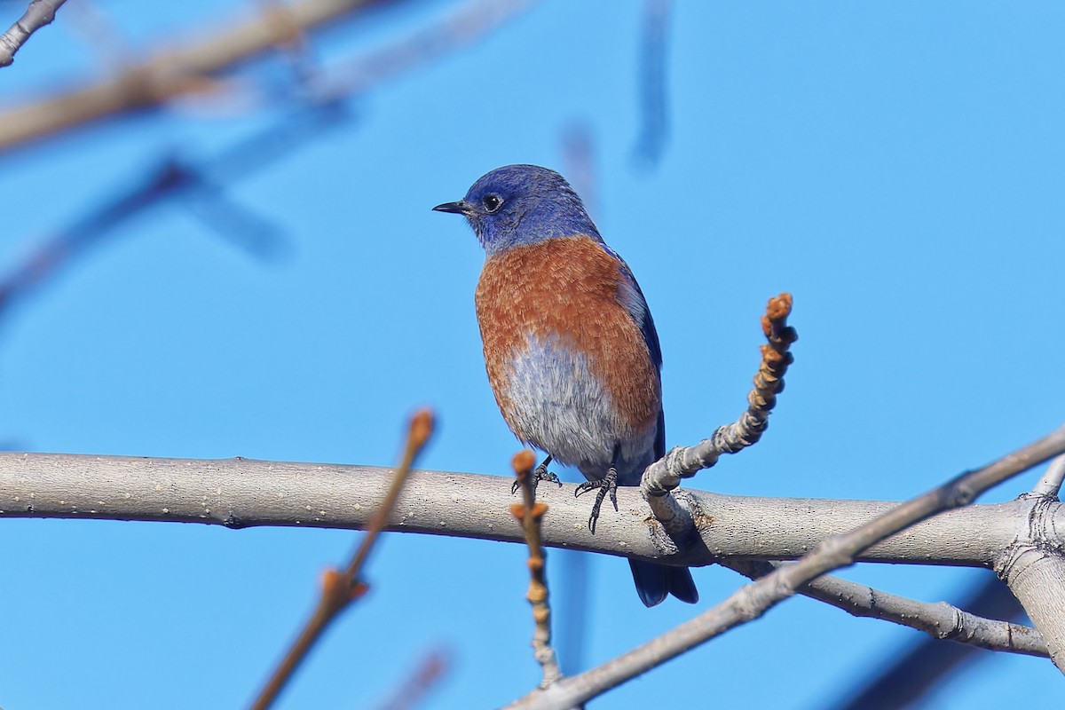 Western Bluebird - ML646490184