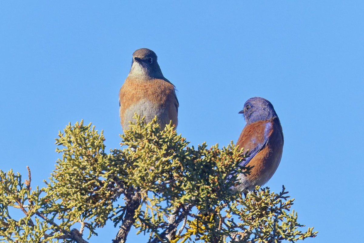 Western Bluebird - ML646490185