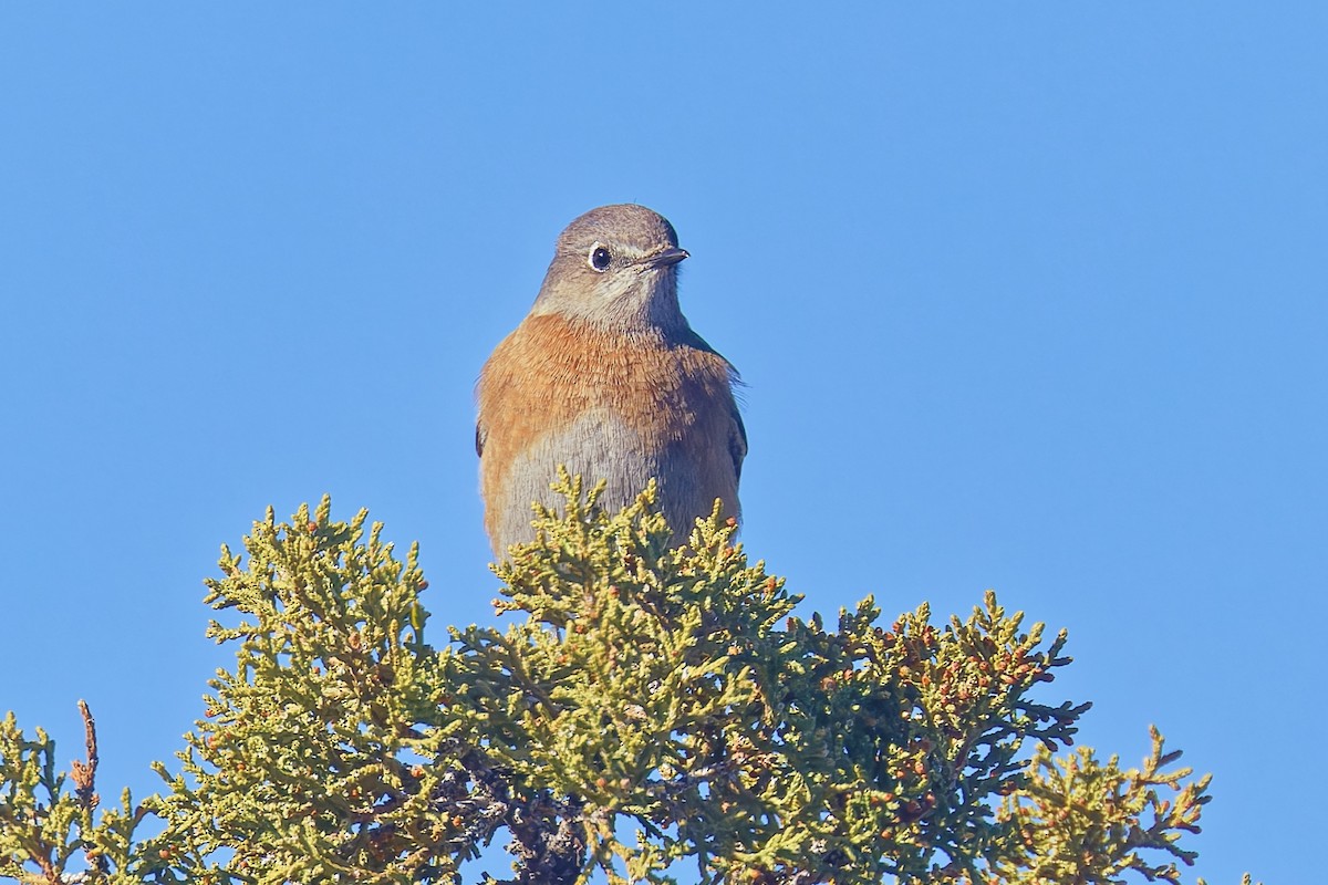 Western Bluebird - ML646490186