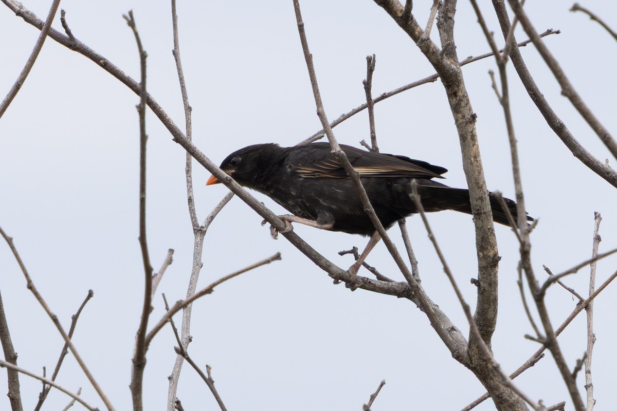 Red-billed Buffalo-Weaver - ML646490189
