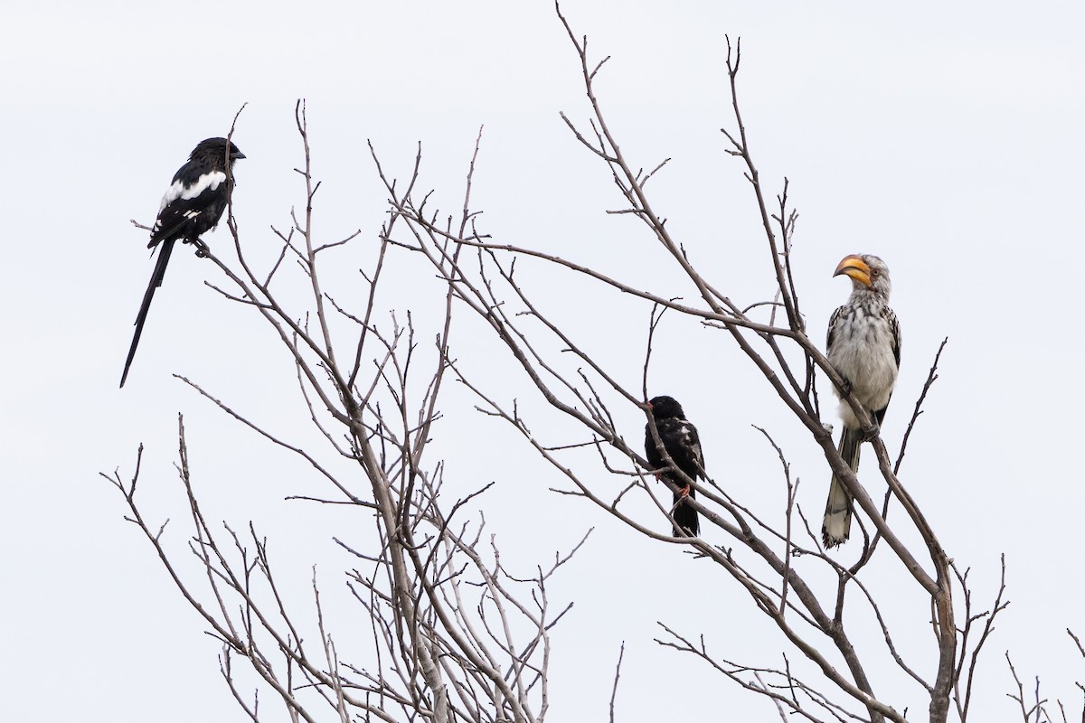 Red-billed Buffalo-Weaver - ML646490190